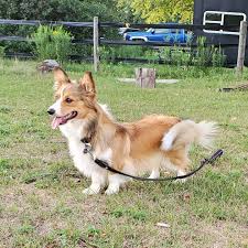 Our website helps to complete the screening process for you, finding the best possible puppies and breeders. Fluffy Pembroke Welsh Corgis Partridge Horse Hill