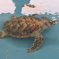 Melaka cadang warta pantai padang kemunting kawasan pendaratan penyu karah. Pusat Konservasi Penerangan Penyu Melaka Non Profit Organisation