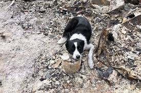 From science to scene, which can be purchased at a lower price at thriftbooks.com. Detection Dogs Sniff Out Human Cremains From Houses Burned In Wildfires