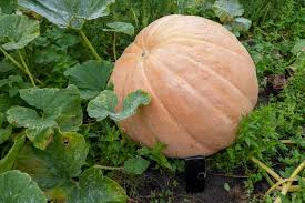 Image result for Cucurbita