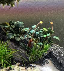We did not find results for: Beautiful Flowering Plants In Tropical Tank Freshwater Aquarium Plants Plants Planted Aquarium