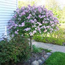 Ob eingeklappt oder über's ohr: Korean Lilac Tree Lilac Tree Korean Lilac Tree Trees For Front Yard