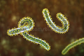 Image result for Filoviridae