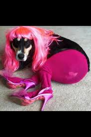 Pin On Dogs In Tights