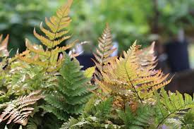 Image result for Dryopteris
