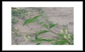 Image result for Croton steenkampianus