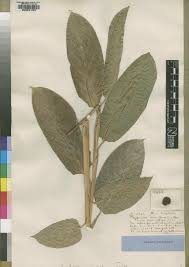 Image result for Hypselodelphys