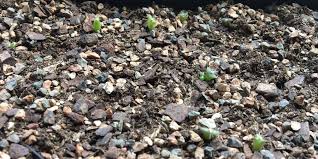 Cactus is a plant which is covered with spikes and grows in dry places. Prickly Palace Growing Cactus From Seed Kidsgardening