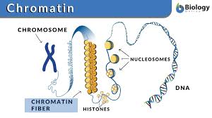 Maybe you would like to learn more about one of these? Chromatin Definition And Examples Biology Online Dictionary