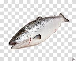 Fresh Salmon Transparent Background Png Cliparts Free Download Hiclipart Raw salmon and sliced citrus, fish steak sushi seafood salmon, fresh frozen salmon fillet, barbecue, food. fresh salmon transparent background png