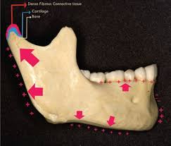 What Age Does The Jaw And Chin Develop Until? I'M Currently 17 And Started  Puberty At Around 13-14 So Until What Age Can I Expect My Jaw And Chin To  Widen And Get Stronger? - Quora