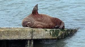 Waleska animal hospital is the newest member of etowah veterinary hospital, inc. Walrus Pictured Relaxing On Tenby Slipway Itv News Wales