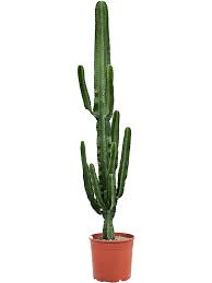 Image result for Euphorbia eranthes