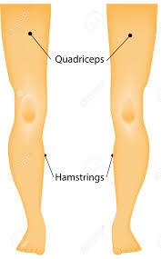 Like the quadriceps, the hamstring muscle group also contains four separate muscles: Labeled Muscles Of The Legs Diagram Royalty Free Cliparts Vectors And Stock Illustration Image 31325926
