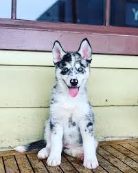 I Break The Rules I Am Unique I Work Hard I M A Maverick Just Dropped Our New Maverickbyloganpaul Usa Line Gra Cute Puppies Cute Twins Cute Animals