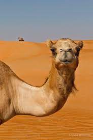 Pin By Stephanie On Drawing Camels Funny Animals Pet Birds