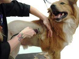 Dull clippers pull hair more. How To Cut Dog S Hair Techniques Simplified