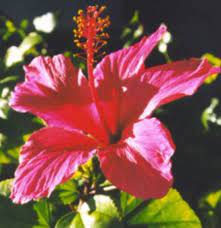 It Is A Dicot Flower Because It Has 5 Leaves Plants Science And Nature Nature