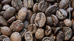 Image result for Coffea ligustroides