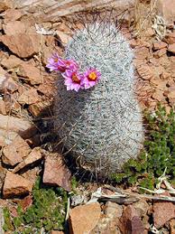Barrel cactus with fruit in arizona landscape, static shot. Cacti Desert Succulents Tonto National Monument U S National Park Service