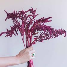 Image result for Amaranthus