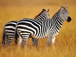Wild Animals High Resolution Wallpapers Animals Wild Wild Animals Pictures Zebra Wallpaper