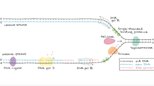 Sony digital audio disc corporation dadc. Molecular Mechanism Of Dna Replication Article Khan Academy