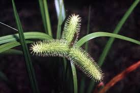 Image result for Carex brassii