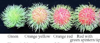 Rambutan coloring pages provided for. Figure 1 From Sugar Metabolism During Postharvest Storage Of Rongrien Rambutan Fruit At Different Stages Of Maturity Semantic Scholar