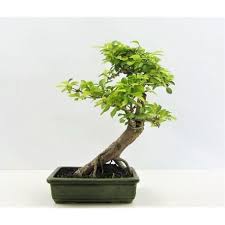 Bonsai Duranta Le Jardin De Moji Duranta Bonsai