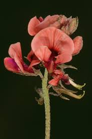 Image result for Indigofera pseudodyeri