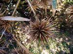 Image result for Oxytenanthera abyssinica