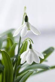 Book Review Of The Plant Lover S Guide To Snowdrops By Naomi Slade Plant Lover Spring Flowers Plants
