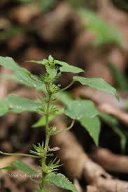 Image result for Acalypha brachystachya