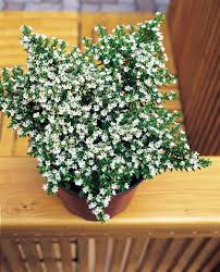 Image result for Cuphea hyssopifolia