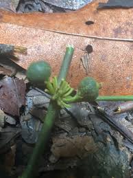 Image result for Leptaulus