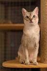 Cat Breeds with Big Eyes: Easy-to-Follow Guide, Experts ...