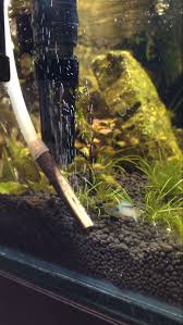 Co2 diffuser is made of tuberculin syringe 1ml, 2 elbow barb fitting and tubings for connection. Diy Co2 Done The Right Way Equipment Diy Shrimp Keepers Forum