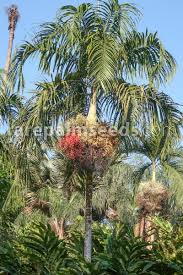 Image result for Pteronia acuminata