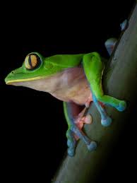 Image result for Dolichos pseudocajanus