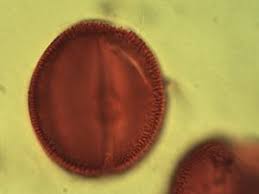 Image result for Coccinia adoensis