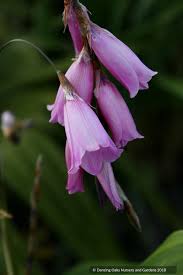 Image result for Dierama formosum × plowesii