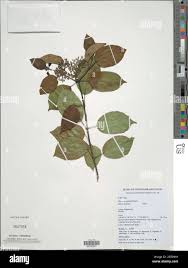 Image result for Premna serratifolia