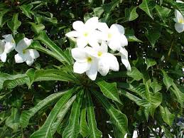 Pin On Growing Plumeria