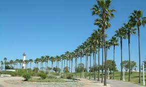 Image result for Washingtonia