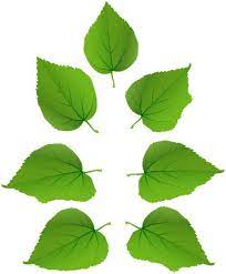 Set Of Green Leaves Png Clipart Leaves Png Green Leaves Clip Art