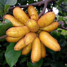 Image result for Uvaria schweinfurthii