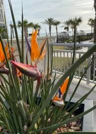 This is such a nice beach. Pool And Bar At Dusk Picture Of Embassy Suites St Augustine Beach Oceanfront Resort St Augustine Tripadvisor