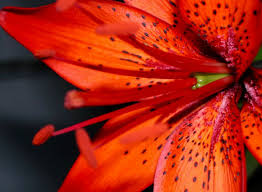 February is the second month of the year in the julian and gregorian calendars. August Birth Flower Gladiolus Could Be A Great Screen Saver Birth Month Flowers Month Flowers Birth Flowers
