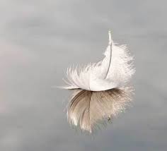 Birds Of A Feather Movie What Does A Feather Symbolize Feather Meaning Feather Symbolism Feather Color Meaning